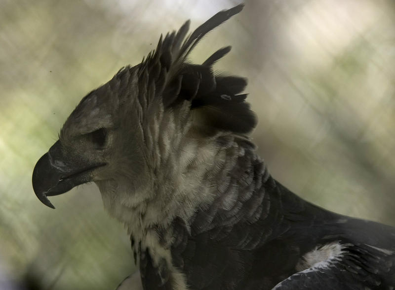 A captive harpy eagle, Belize